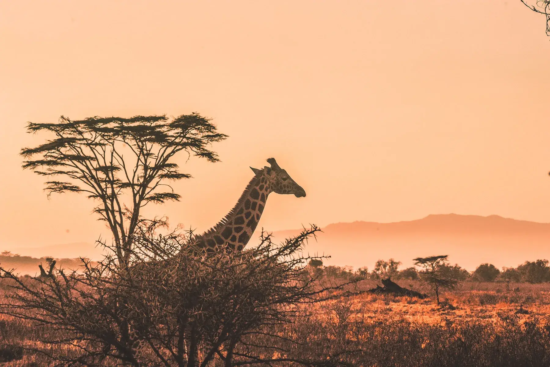 African savanna landscape at sunset