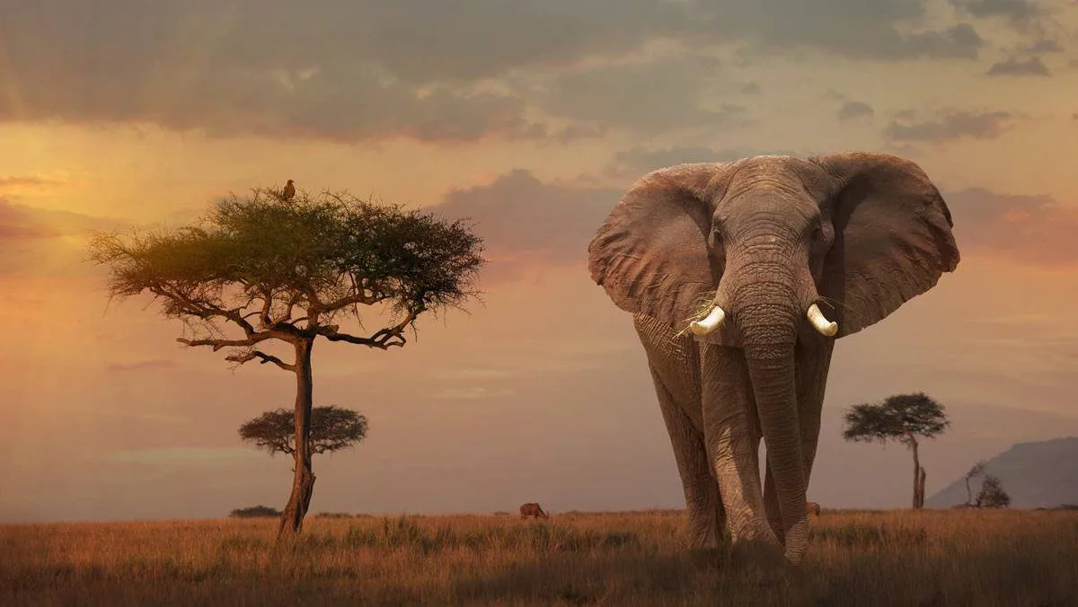 Kenya gallery view 2