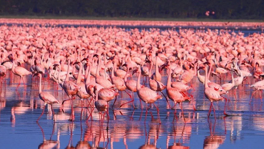 Kenya gallery view 3