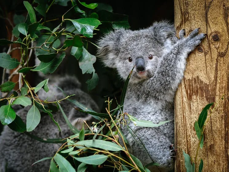 Sydney Australia travel package