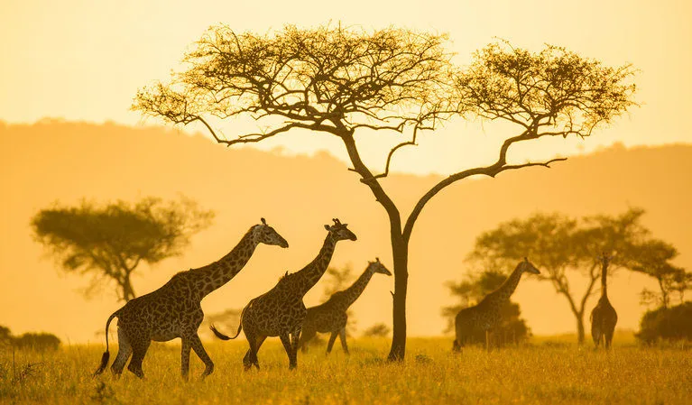 Tanzania gallery view 2