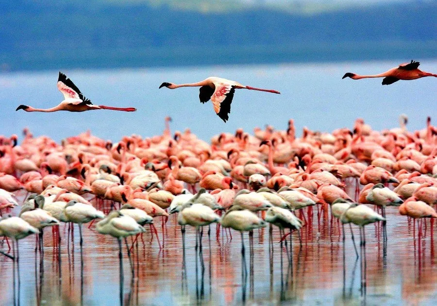 Tanzania travel package